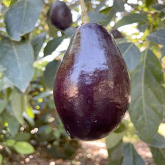 Avocado 'Mexicola' - #5 Gallon