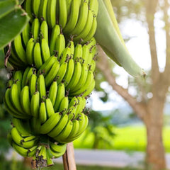 Musa 'Dwarf Cavendish' Banana - #5 Gallon
