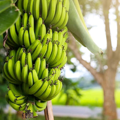 Musa 'Dwarf Cavendish' Banana - #5 Gallon
