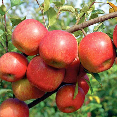 Apple 'Fuji' - Semi-Dwarf - Espalier - #15 Gallon