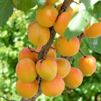 Apricot 'Blenheim (Royal)' - Semi-Dwarf - #5 Gallon