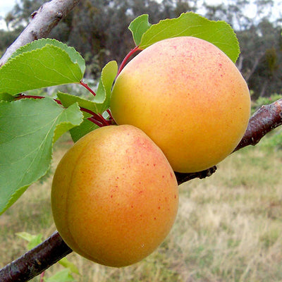 Apricot 'Pixie-Cot' - Miniature - #5 Gallon