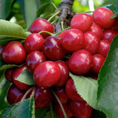 Cherry 'Bing' - Semi-Dwarf - #5 Gallon