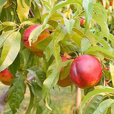 Nectarine 'Goldmine' - Semi-Dwarf - #15 Gallon