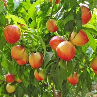Nectarine 'Nectar Babe' - Miniature - #5 Gallon