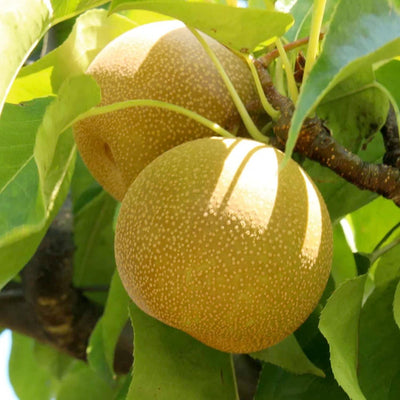 Pear 'Asian 20Th Century' - Semi-Dwarf - #5 Gallon