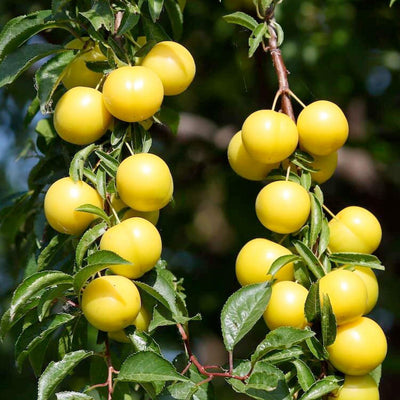 Plum 'Golden Nectar' - Semi-Dwarf - 24" Box