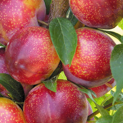 Pluot 'Flavor King' - Semi-Dwarf - #5 Gallon