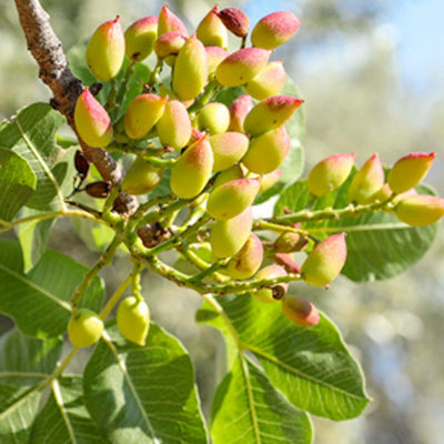 Nut Pistachio 'Kerman' (Female) - #5 Gallon