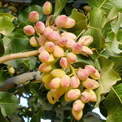 Nut Pistachio 'Peters' (Male) - #5 Gallon