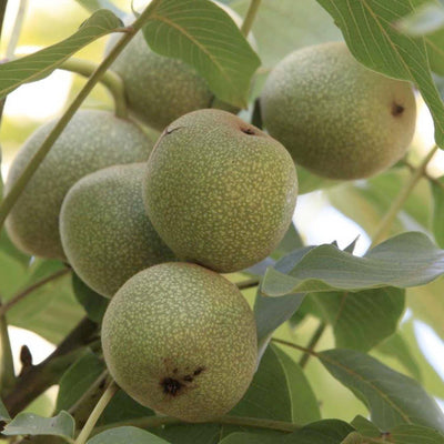 Nut Walnut 'Pedro' - #15 Gallon