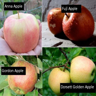Fruit Salad - Apple Semi-Dwarf- 4 On 1 - #7 Gallon