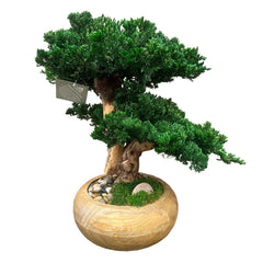 Preserved Monterey Bonsai Dbl - Small Round Teak Bowl