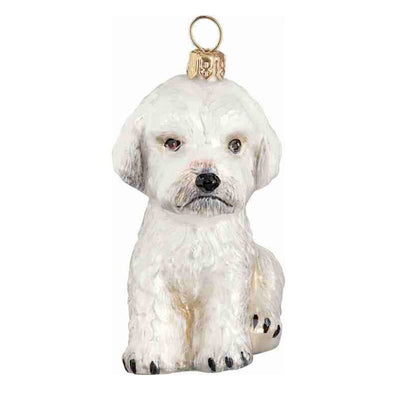 Maltipoo White