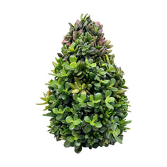 Succulent Tree - 12