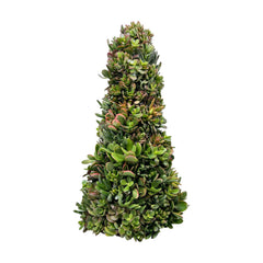 Succulent Tree - 18