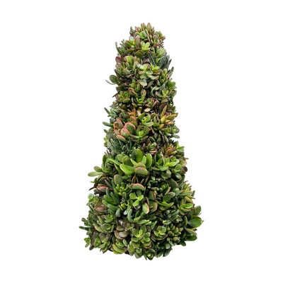 Succulent Tree - 18" Tall