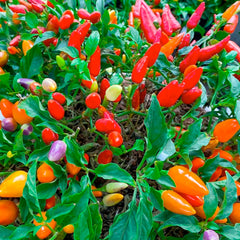 Chinese Five Color - 4