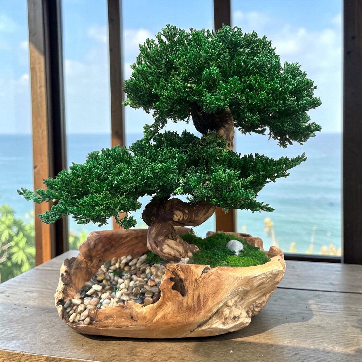 Double Bonsai in Rustic Teak Vessel – Roger's Gardens