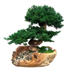 Double Bonsai in Rustic Teak Vessel