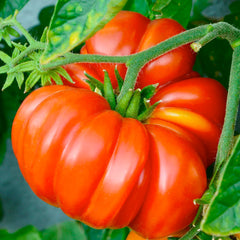 Brandywine Red Potato Leaf - 4