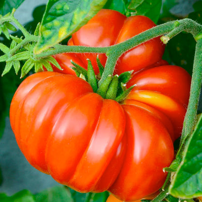 Brandywine Red Potato Leaf - 4" Pot