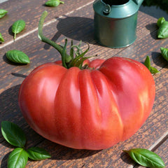 Watermelon - 1 Gallon