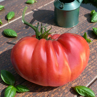 Watermelon - 1 Gallon