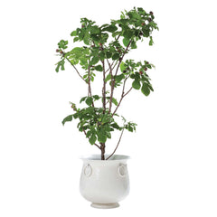 Faux Fig Tree in White Enamel Planter