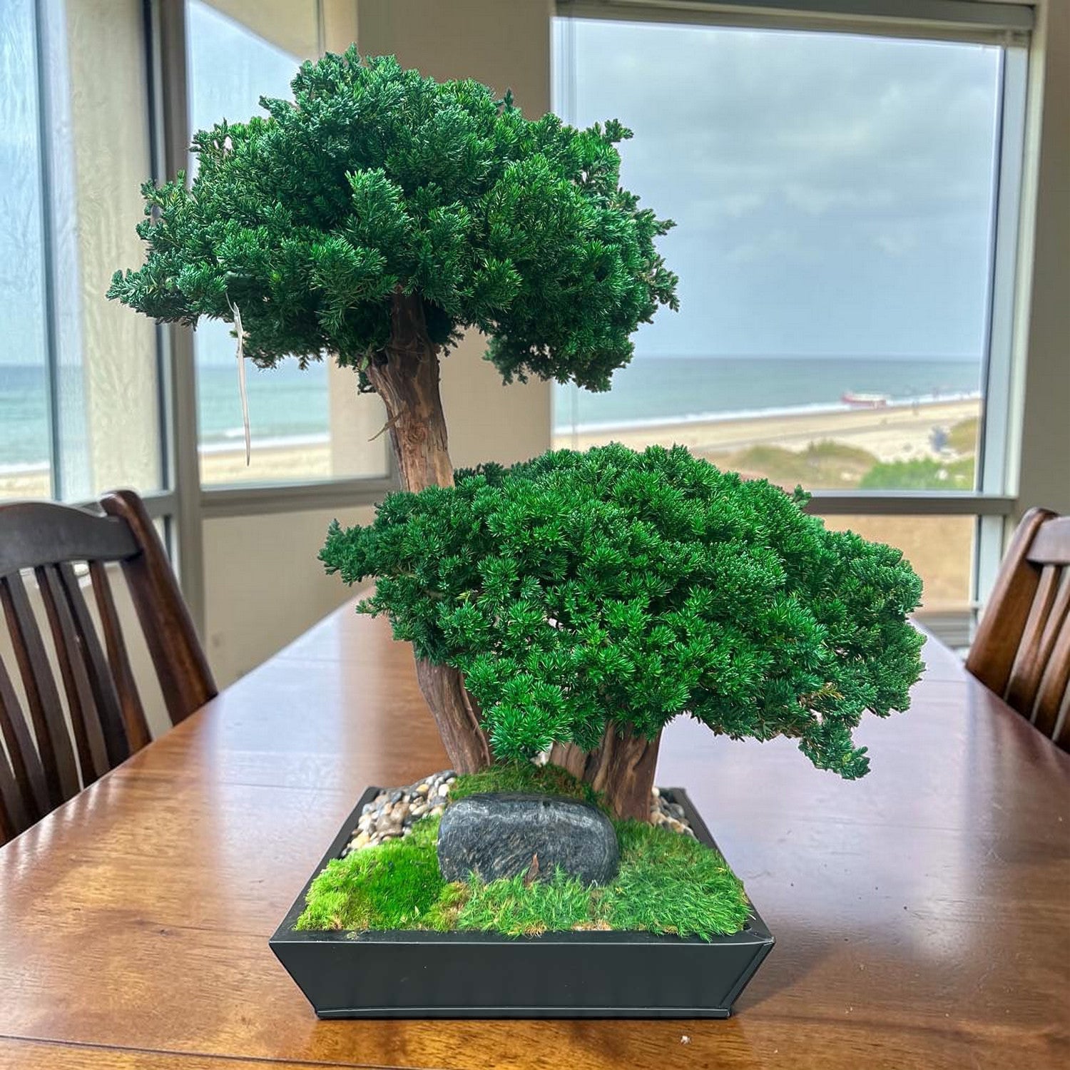 Preserved Monterey Bonsai Dbl-Black Square Ceramic – Roger's Gardens