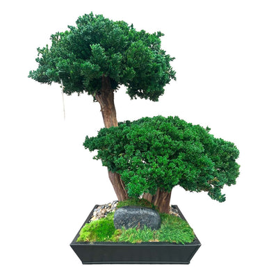 Preserved Monterey Bonsai Dbl-Black Square Ceramic