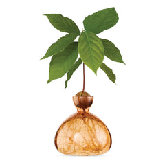 Avocado Vase - Sweet Apricot - 6