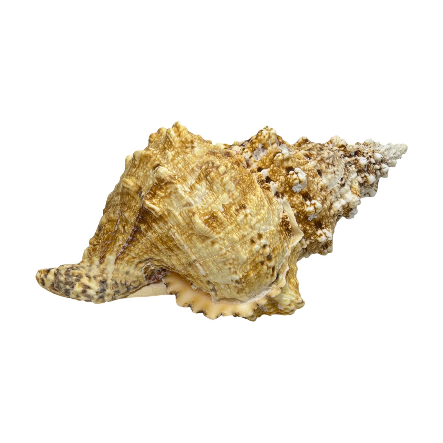Bursa Bosa Frog Shell - 9