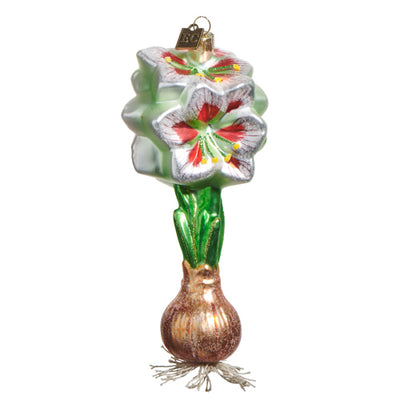White Red Amaryllis Bulb - 6"