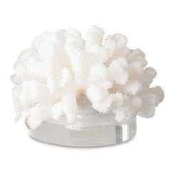Hard Coral - Large