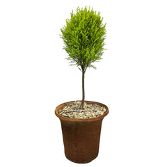 Lemon Cypress Tree in Aged Clay Pot