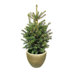 Pre-Lit Fresh Christmas Tree - 36