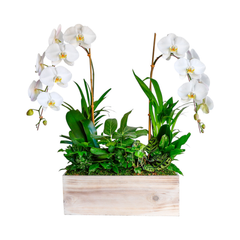 Cascade Orchids in Whitewashed Wood Rectangle Wood Planter