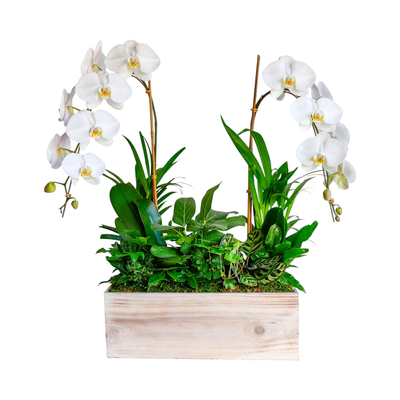 Cascade Orchids in Whitewashed Wood Rectangle Wood Planter