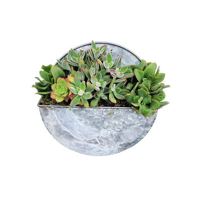 Succulents in Small Round Metal Wall Planter - 10"dia