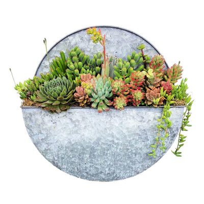 Succulents in Large Round Metal Wall Planter - 16"dia