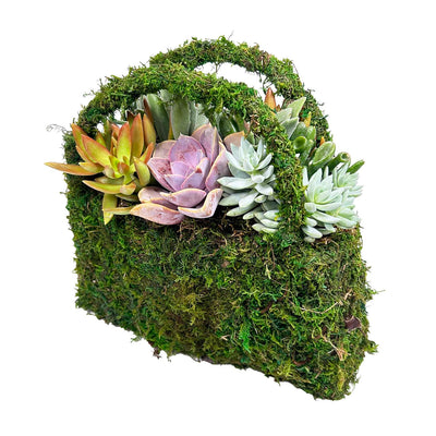 Succulents in Large Moss Purse Arrangement