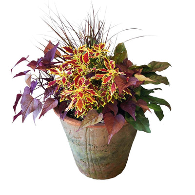 Traditional Fall Color in Redstone Flare Pot
