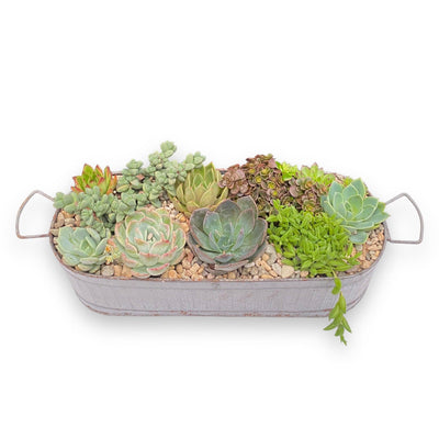 Succulents in Large Zinc Oval Tray