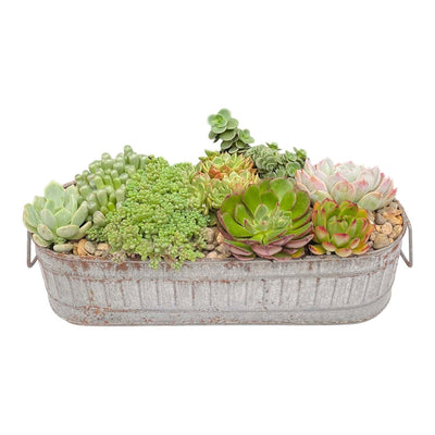 Succulents in Small Zinc Oval Tray