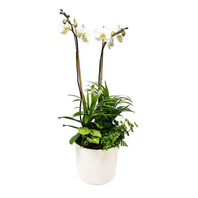 Orchids & Greens in Large White Pot