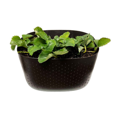 Strawberries in EcoWall Planter