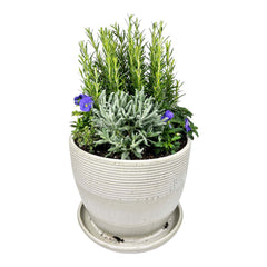 Culinary Herb Garden