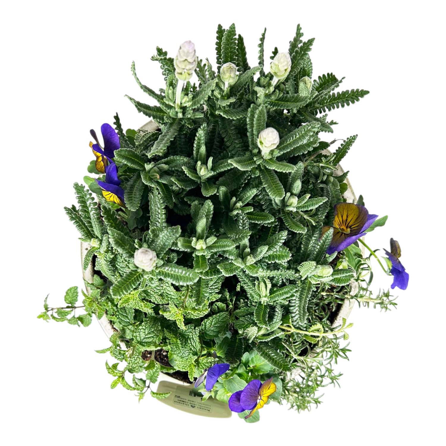 Cocktail Herb Garden – Roger's Gardens