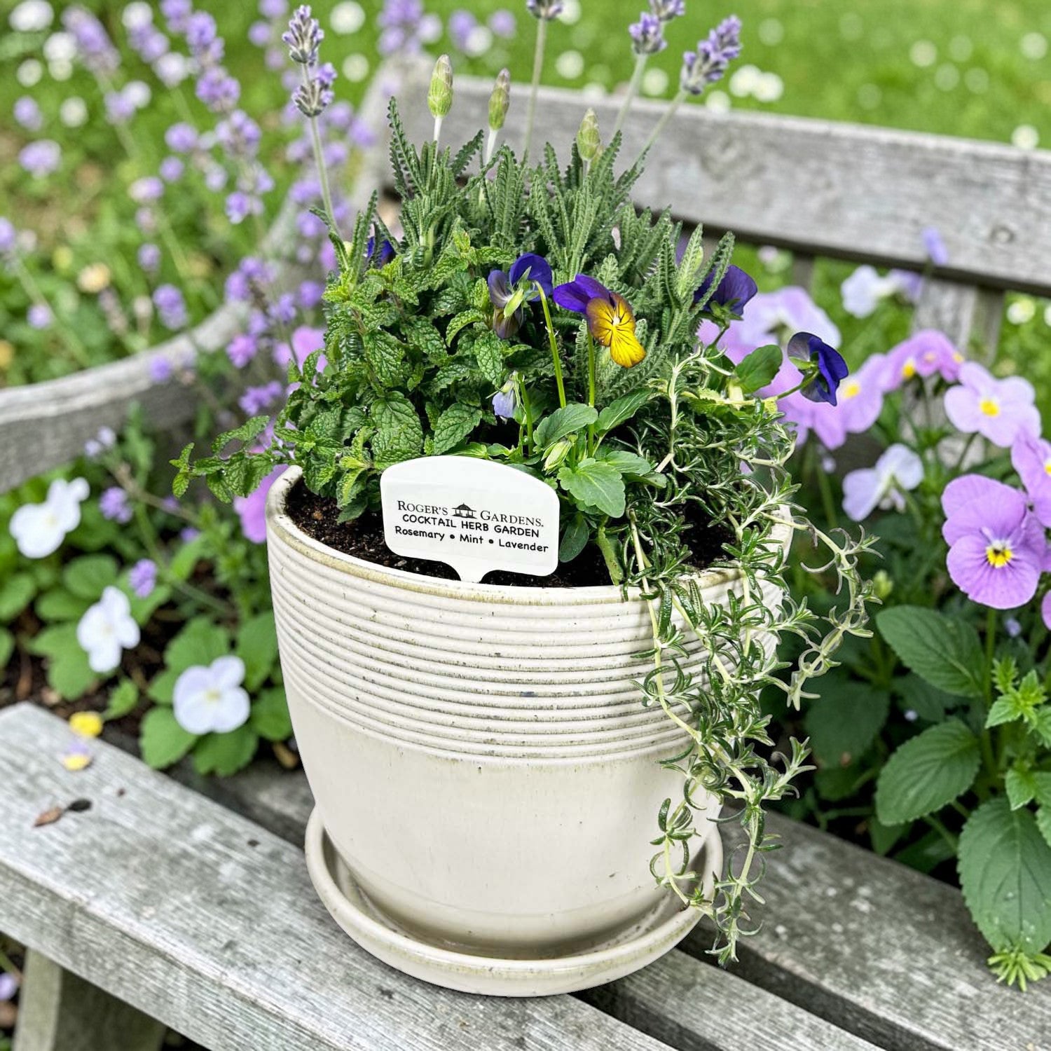 ミュージシャン HERB GARDEN Cocktail Herb Garden – Roger's Gardens